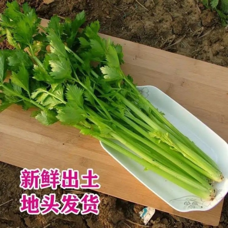 江苏香芹香味足鲜嫩翠绿不空心不失水打好捆无冻伤无开裂耐存
