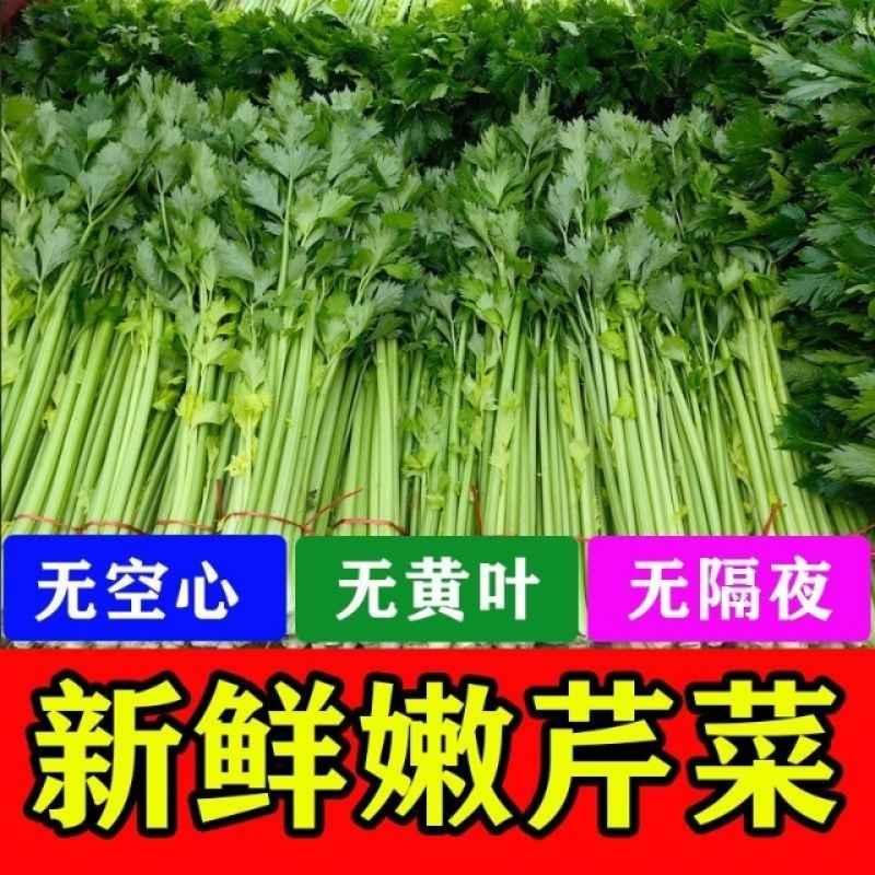 江苏香芹香味足鲜嫩翠绿不空心不失水打好捆无冻伤无开裂耐存