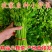 江苏香芹香味足鲜嫩翠绿不空心不失水打好捆无冻伤无开裂耐存