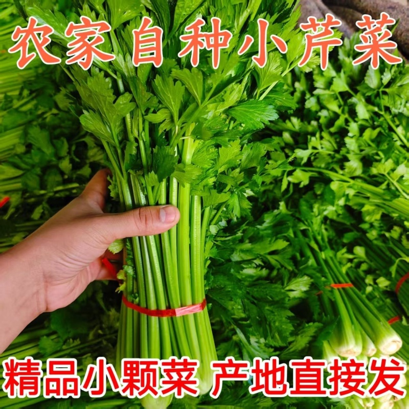 江苏香芹香味足鲜嫩翠绿不空心不失水打好捆无冻伤无开裂耐存