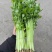 江苏香芹香味足鲜嫩翠绿不空心不失水打好捆无冻伤无开裂耐存
