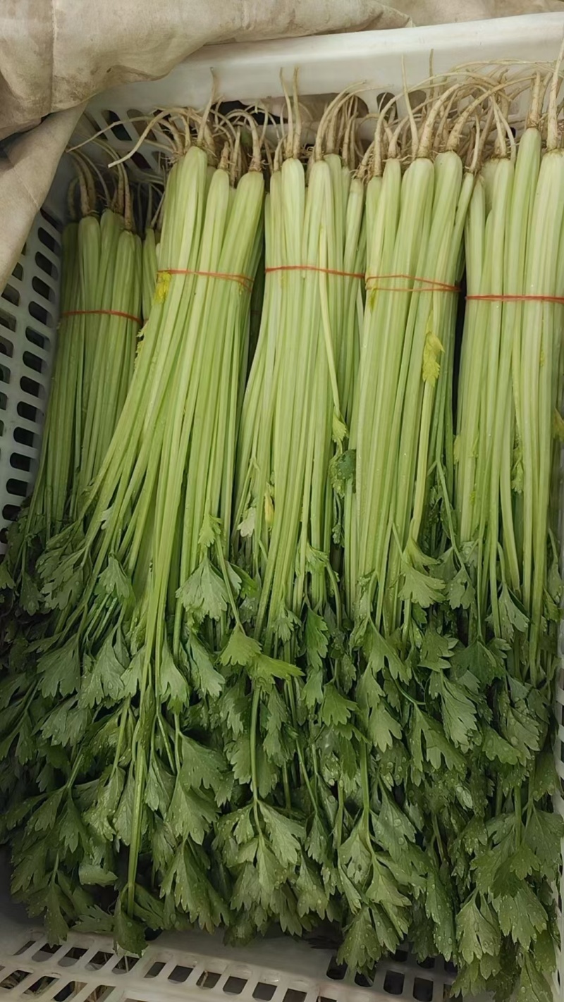 江苏香芹香味足鲜嫩翠绿不空心不失水打好捆无冻伤无开裂耐存