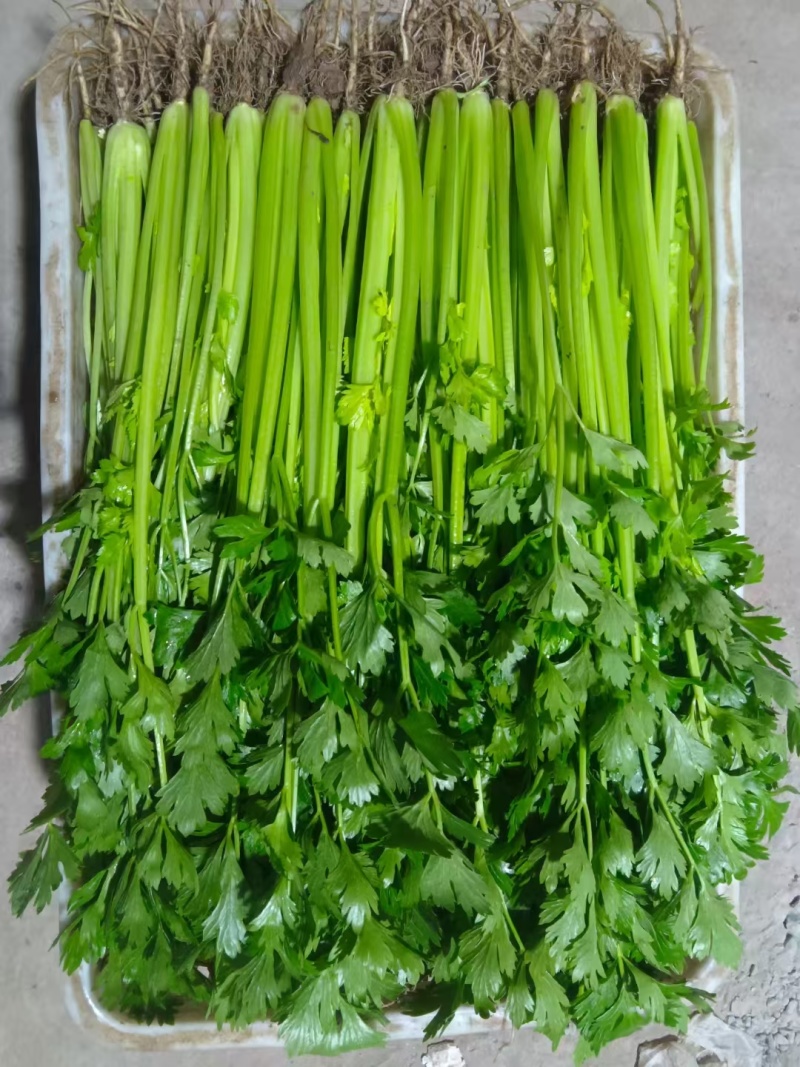 江苏香芹香味足鲜嫩翠绿不空心不失水打好捆无冻伤无开裂耐存