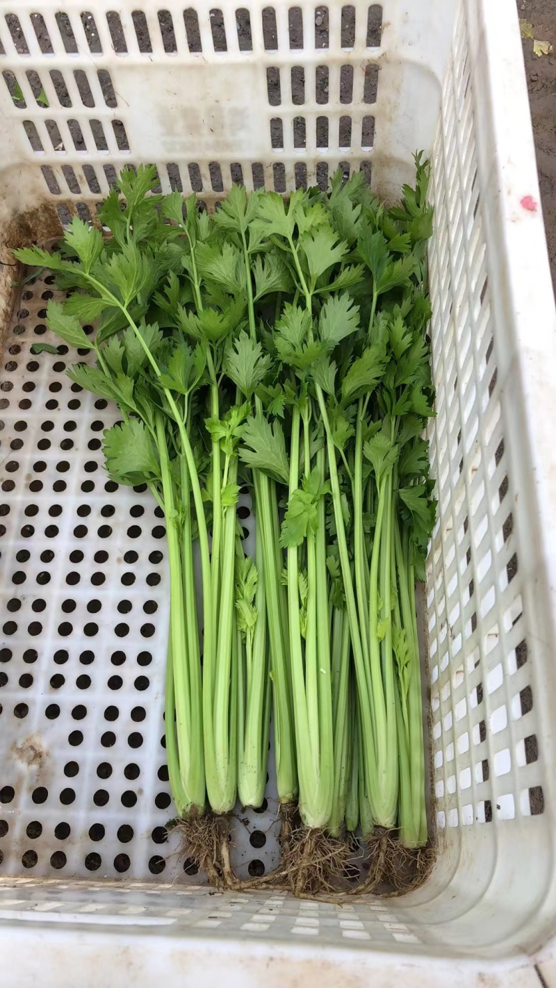 江苏香芹香味足鲜嫩翠绿不空心不失水打好捆无冻伤无开裂耐存