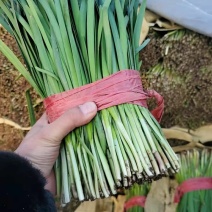 韭菜精品韭菜产地直供现割现发对接工厂全国市场等