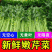 江苏香芹香味足鲜嫩翠绿不空心不失水打好捆无冻伤无开裂耐存