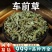 车前草中药材批发新干货正品非野生车前草干中草药泡水喝茶