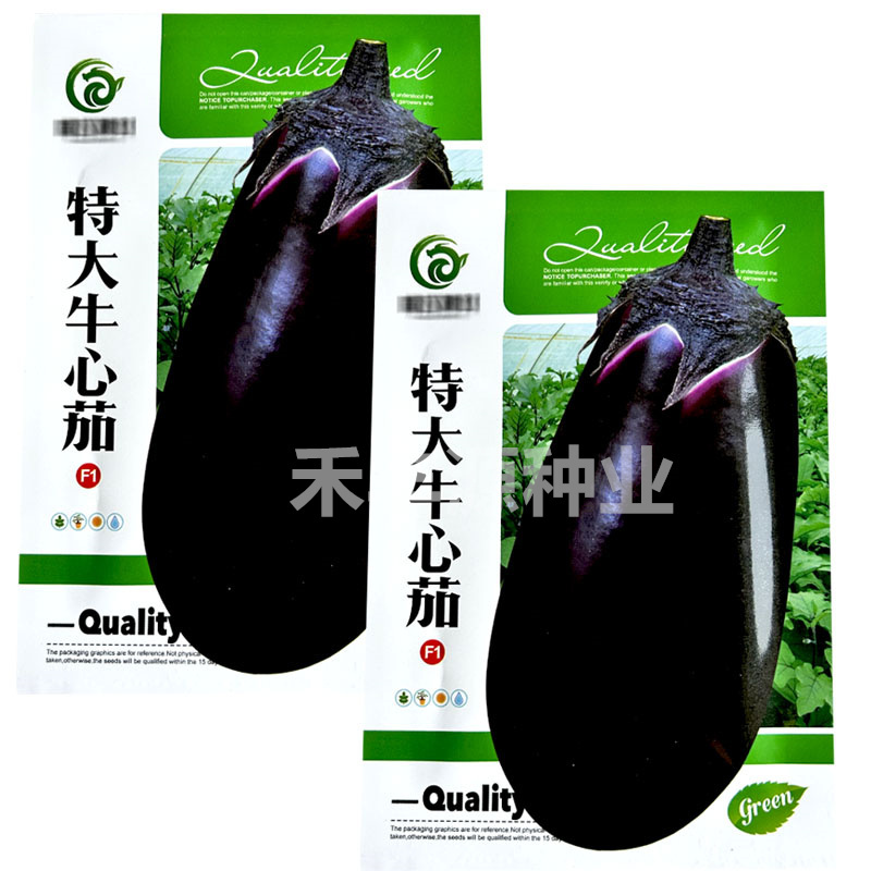 特大牛心茄种子大果牛心茄油亮高产抗病大紫罐茄