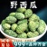 新疆特产野西瓜中药材野生小西瓜泡酒腰腿关节新疆野西瓜批发