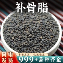 补骨脂中药材批发补骨子新鲜非野生干货安国中药材批发