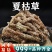 夏枯草中药材批发夏枯草白毛夏枯草新鲜正非野生品泡水喝