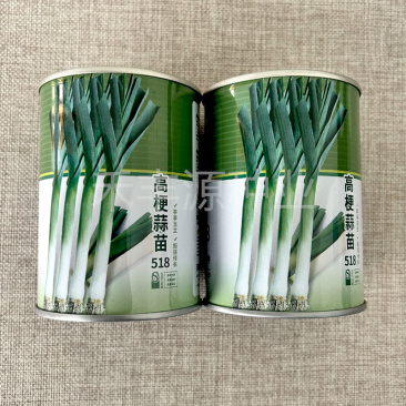 高梗蒜苗种子518花旗韭葱种青蒜苗种子蒜苔种基地品