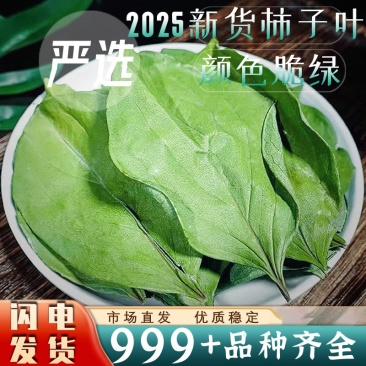 新货柿子叶中药材柿子叶茶新鲜干货大片颜色绿安国中药材批发