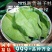 新货柿子叶中药材柿子叶茶新鲜干货大片颜色绿安国中药材批发