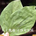 新货柿子叶中药材柿子叶茶新鲜干货大片颜色绿安国中药材批发