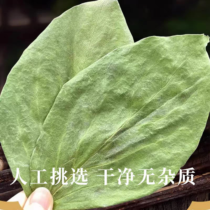 新货柿子叶中药材柿子叶茶新鲜干货大片颜色绿安国中药材批发