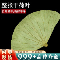 荷叶整张干净天然干荷叶清香叫花鸡糯米鸡荷叶荷叶片严选批发