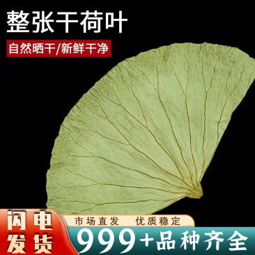 荷叶整张干净天然干荷叶清香叫花鸡糯米鸡荷叶荷叶片严选批发