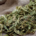 伸筋草中药材安国批发舒筋草非野生伸筋草非小伸筋草