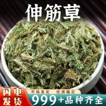 伸筋草中药材安国批发舒筋草非野生伸筋草非小伸筋草