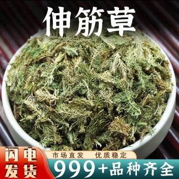 伸筋草中药材安国批发舒筋草非野生伸筋草非小伸筋草