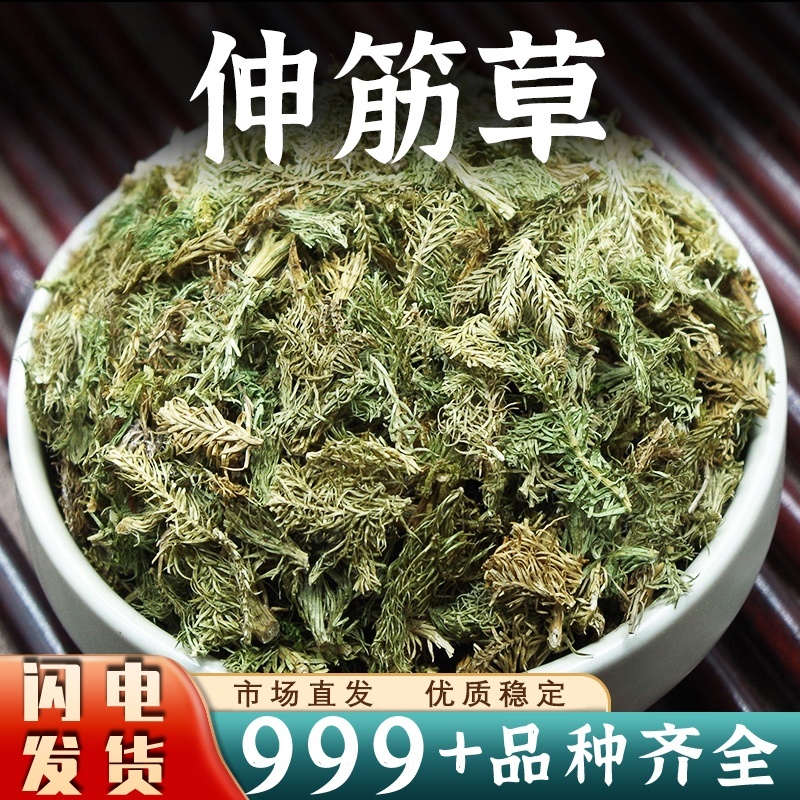 伸筋草中药材安国批发舒筋草非野生伸筋草非小伸筋草