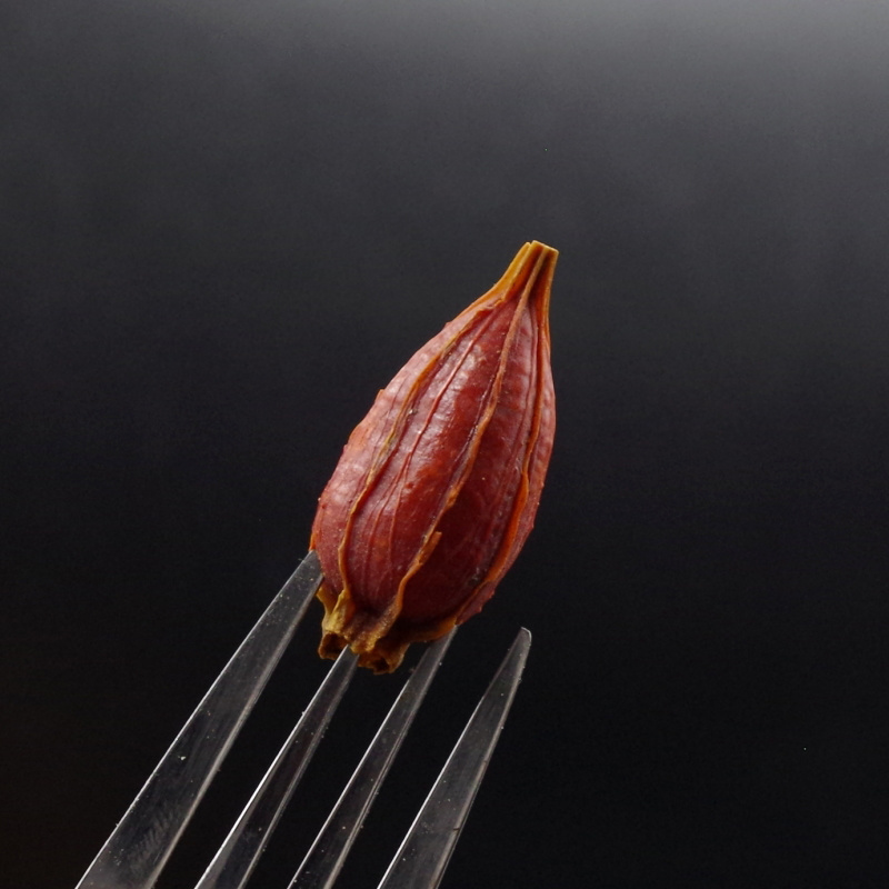 栀子中药材批发红栀子黄栀子栀子果山栀子香料野生栀子泡
