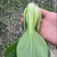 江苏精品上海青油菜/可视频看货/量大价优/一手货源