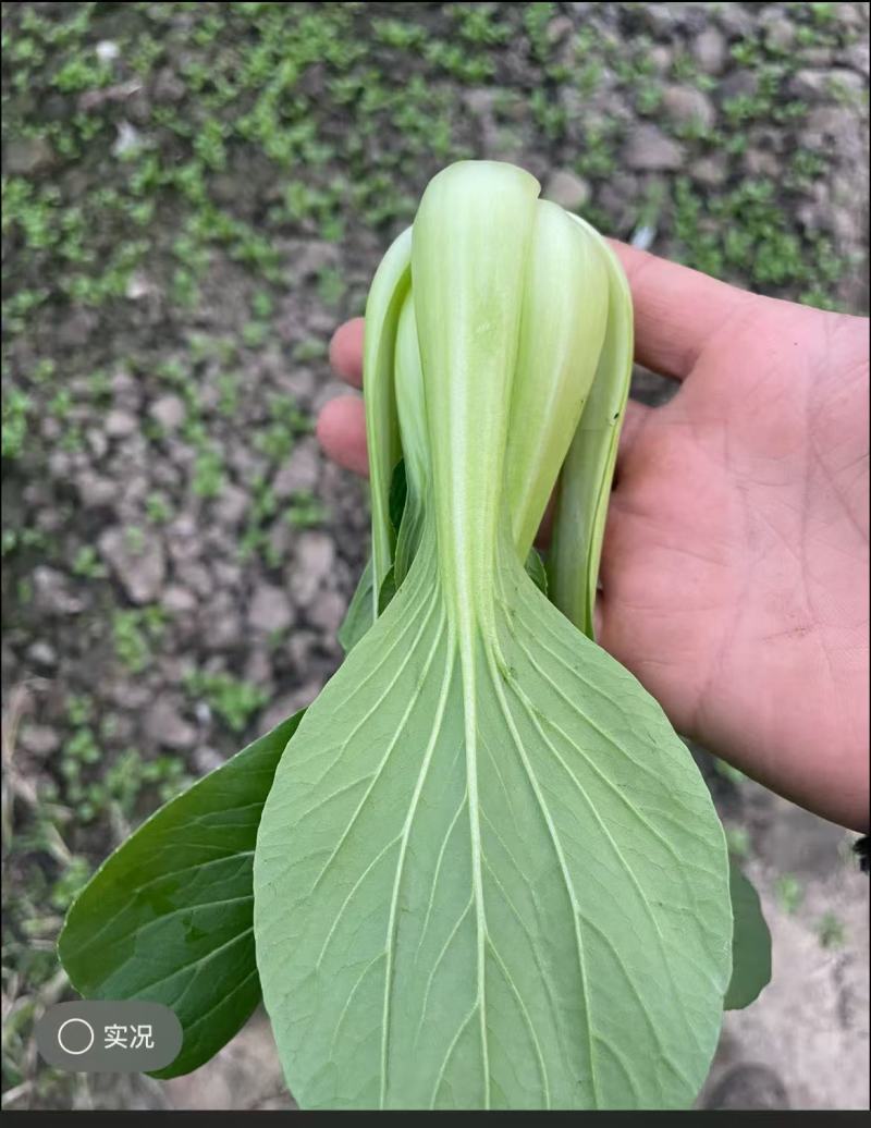 江苏精品上海青油菜/可视频看货/量大价优/一手货源