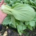江苏精品上海青油菜/可视频看货/量大价优/一手货源