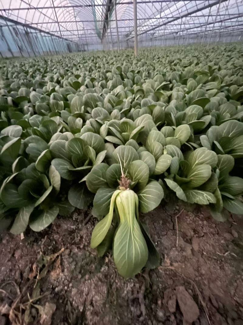 江苏精品上海青油菜/可视频看货/量大价优/一手货源