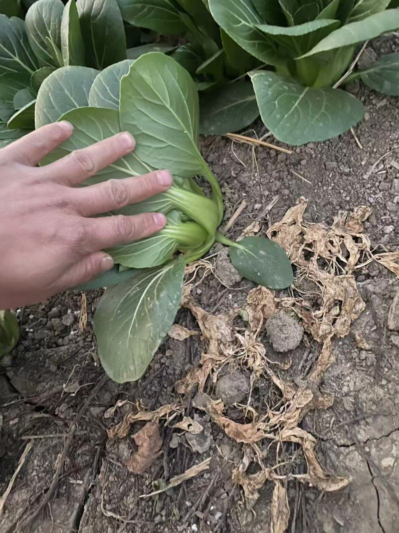 江苏精品上海青油菜/可视频看货/量大价优/一手货源