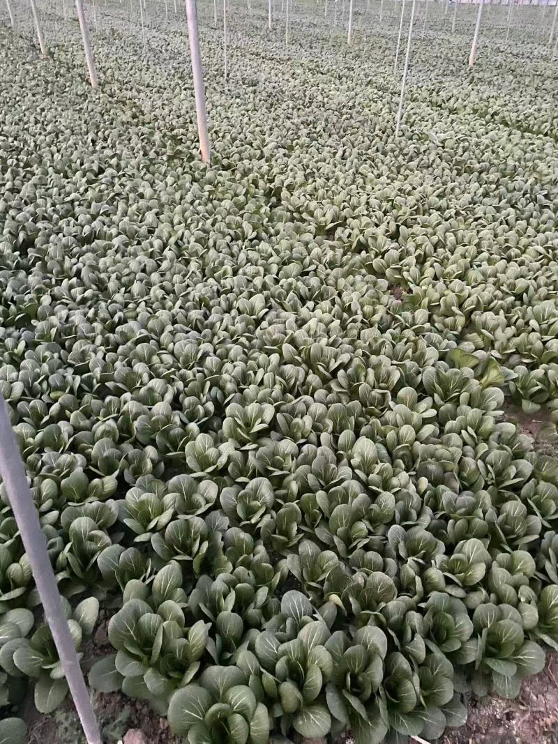 百亩基地，精品上海青/产地直发/量大价优/欢迎咨询