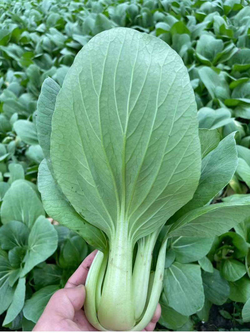 百亩基地，精品上海青/产地直发/量大价优/欢迎咨询