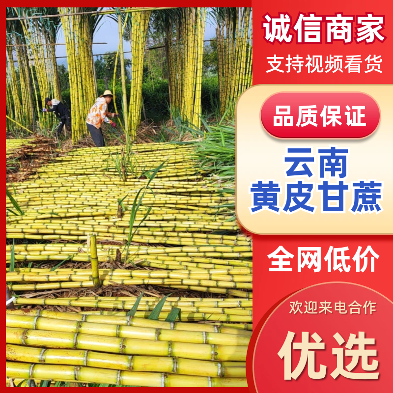 云南（黄皮甘蔗）对接，电商，超市，各大市场，欢迎新老顾客