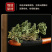 紫花地丁中药材安国批发新鲜紫花地丁草紫花地丁中草药干货