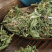 紫花地丁中药材安国批发新鲜紫花地丁草紫花地丁中草药干货