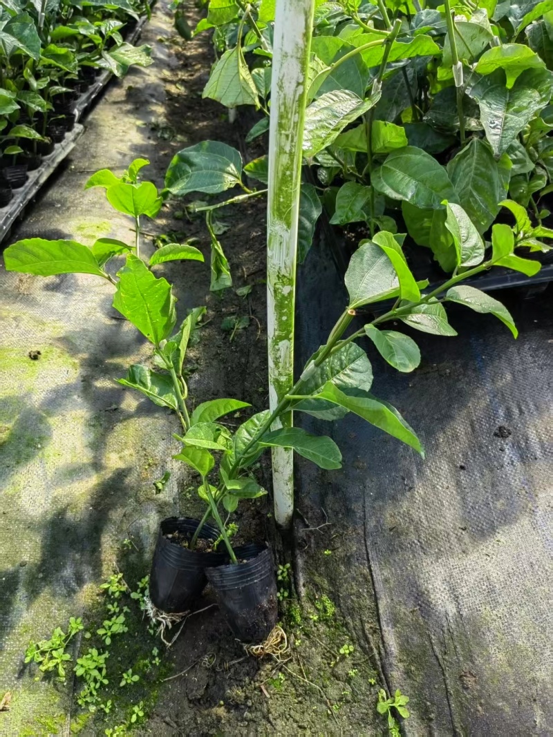 黄金9号百香果侧芽嫁接苗现货，（侧芽8公分以上）