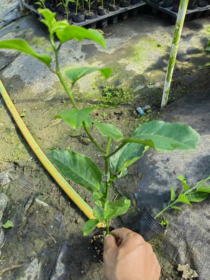 黄金9号百香果侧芽嫁接苗现货，（侧芽8公分以上）