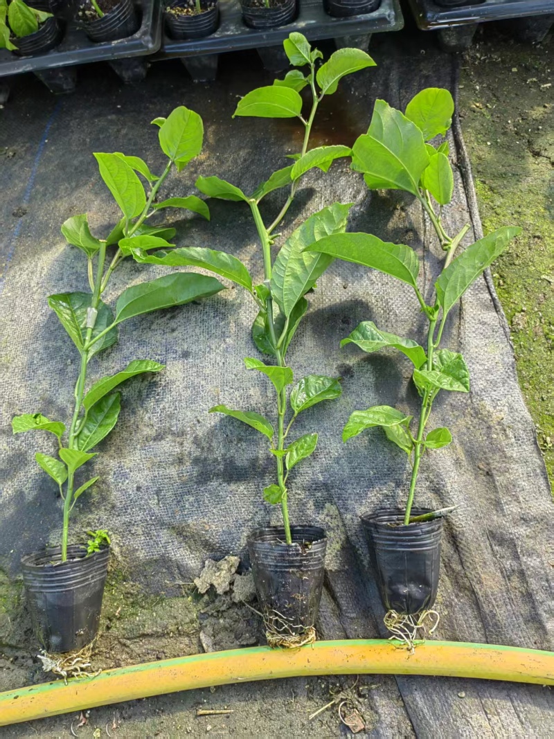 黄金9号百香果侧芽嫁接苗现货，（侧芽8公分以上）