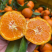 【精选】广西砂糖橘正宗沙糖桔皮薄味甜对接全国
