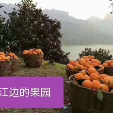 纽荷尔脐橙自家果园一手货源承接电商社区团购直播带货批发市场