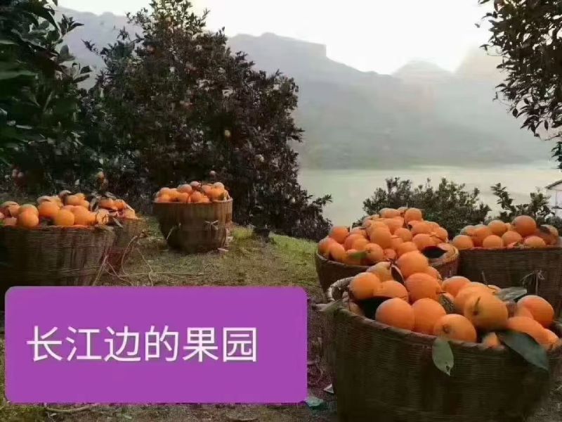纽荷尔脐橙自家果园一手货源承接电商社区团购直播带货批发市场