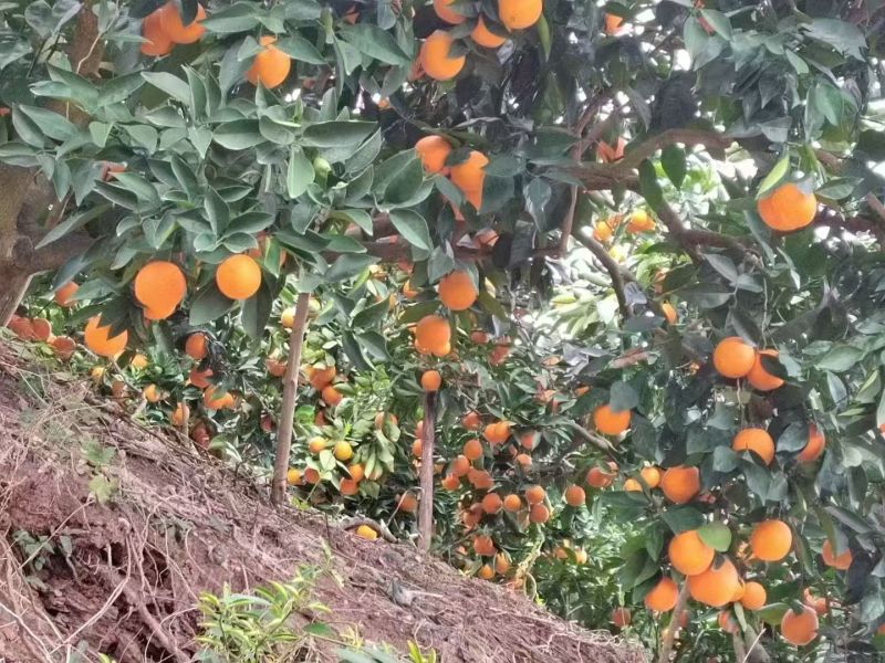 纽荷尔脐橙自家果园一手货源承接电商社区团购直播带货批发市场