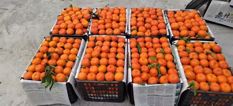 纽荷尔脐橙自家果园一手货源承接电商社区团购直播带货批发市场