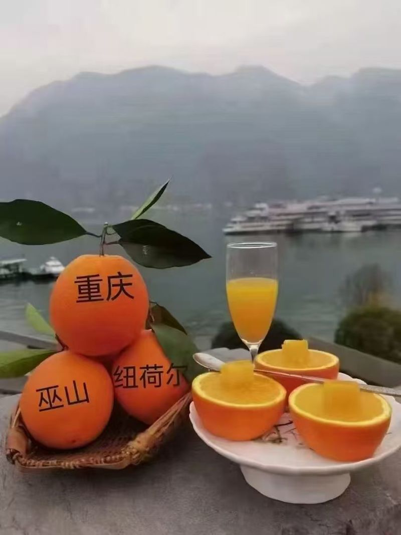重庆纽荷尔脐橙果色靓丽果形端正卖相好入口化渣甜度高无冻伤水伤