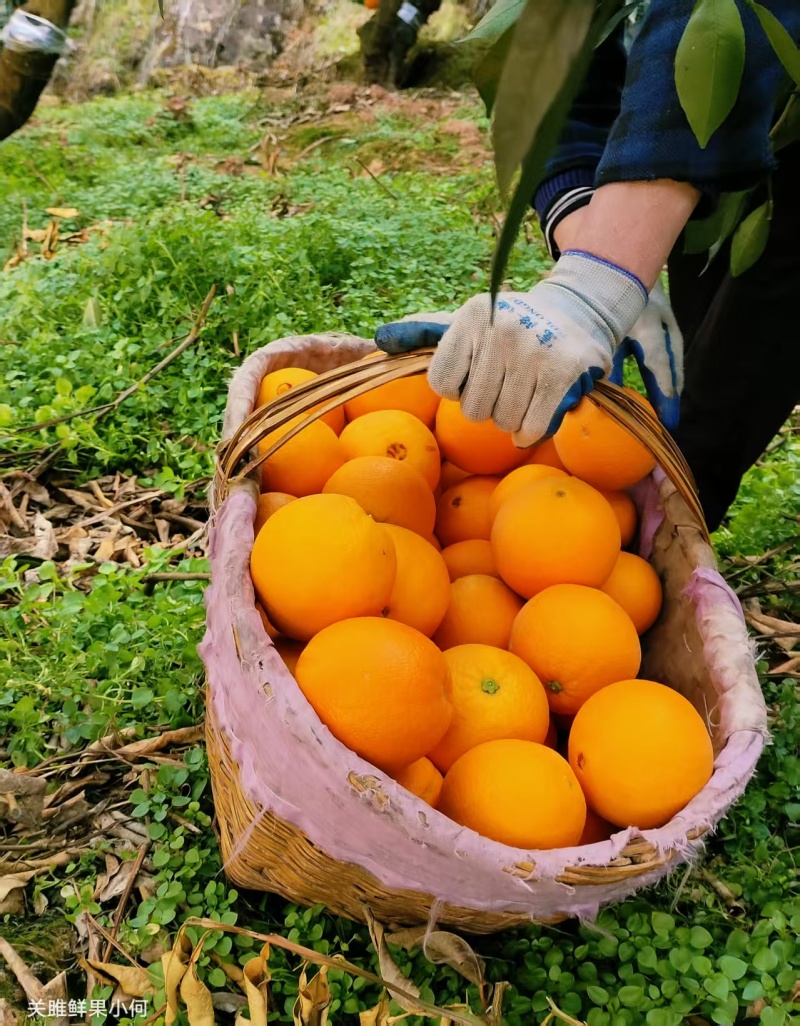【推荐】中华红橙大量上市产地直发品质保证欢迎来电