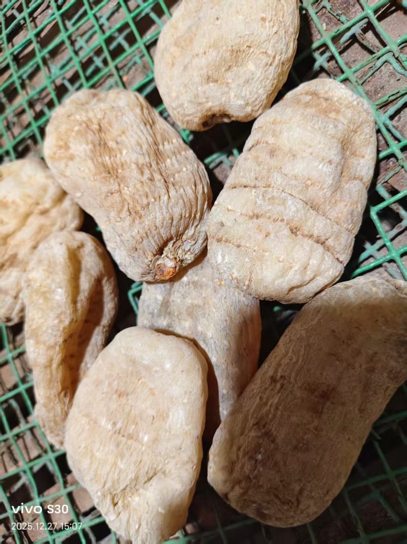 天麻供应（量大价优）规格齐全保质保量，可视频看货