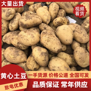黄心土豆V7玖恩十一沃土希森雪川红实验一各种规