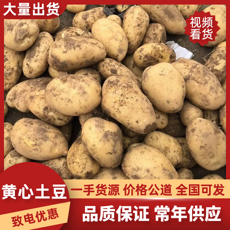 黄心土豆V7玖恩十一沃土希森雪川红实验一各种规